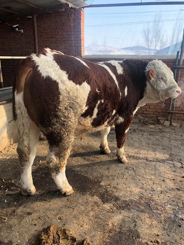 吉林省西门塔尔牛养殖基地400斤左右西门塔尔牛苗多少钱一头