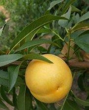 優(yōu)質(zhì)早黃金脆幾年結(jié)果