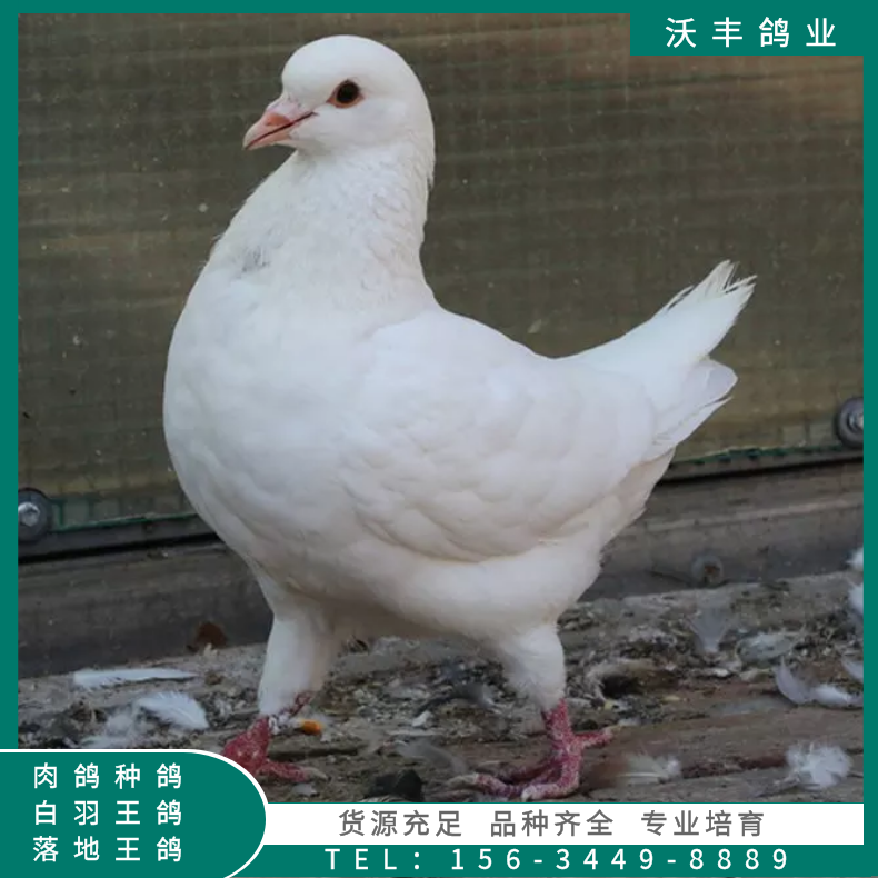 白羽王肉鸽批发价格大体肉鸽种鸽养殖前景