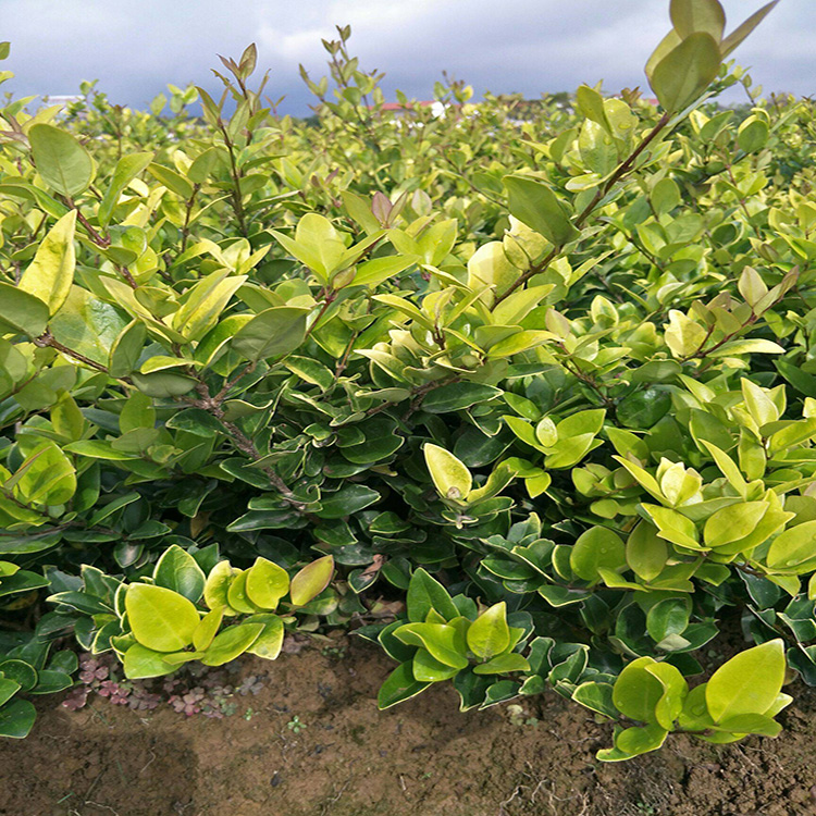 华青 金森女贞苗绿化小苗 大叶女贞苗 