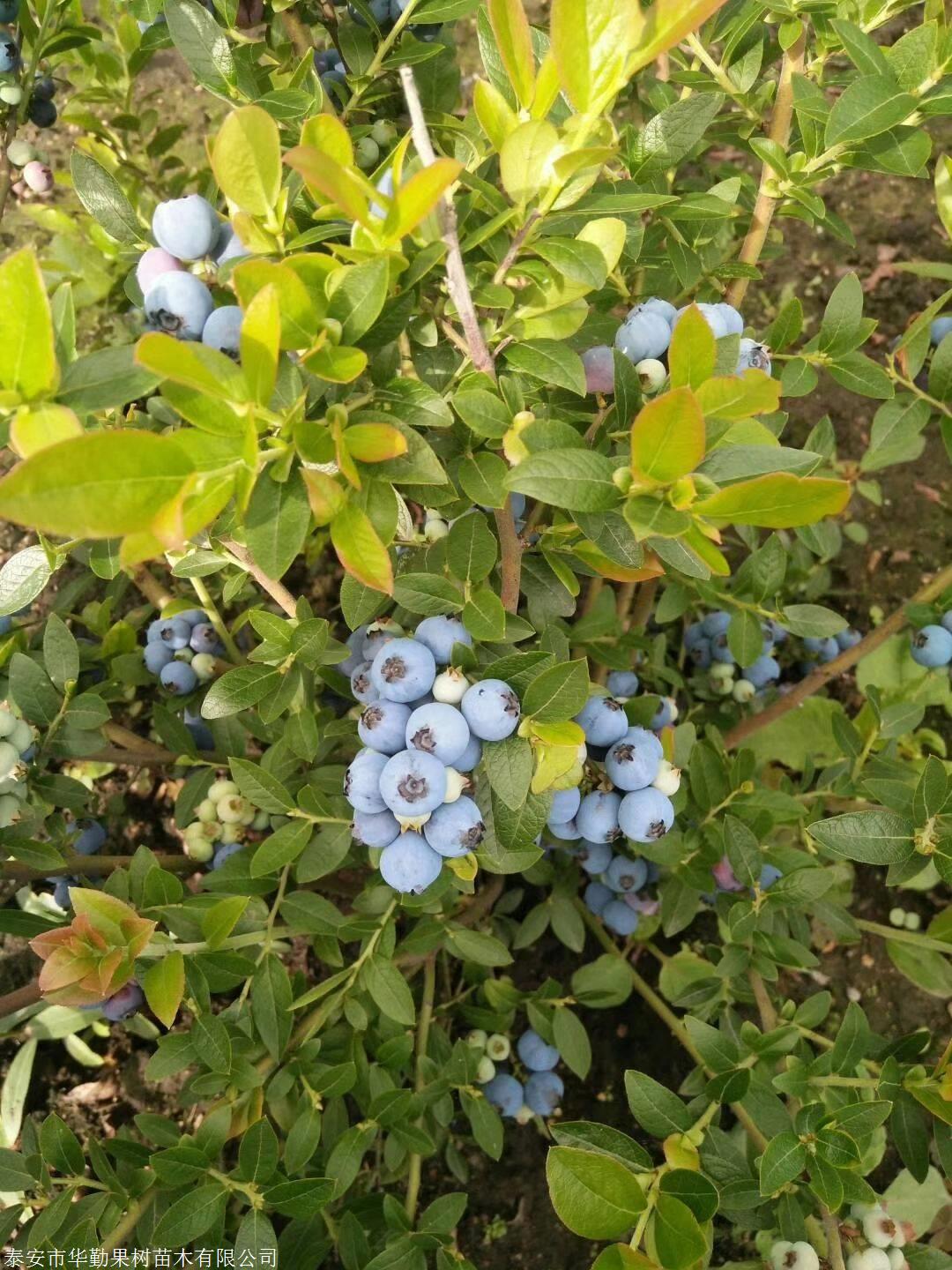 地载追雪蓝莓苗基地直销