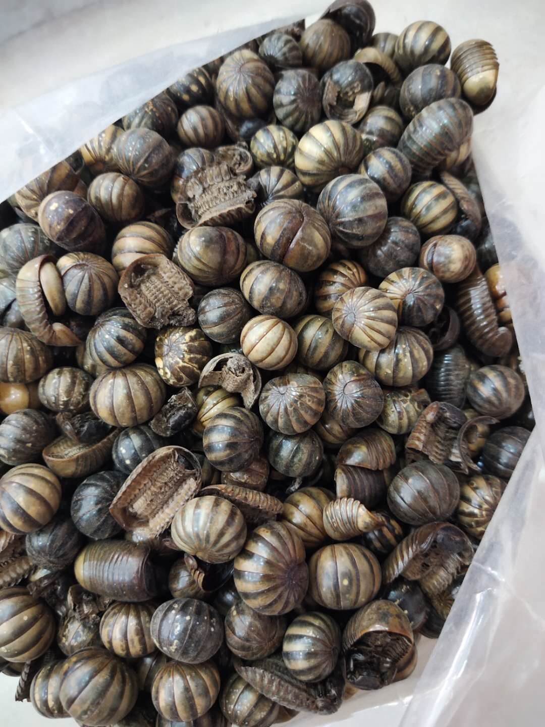 滚山虫价格   滚山虫产地