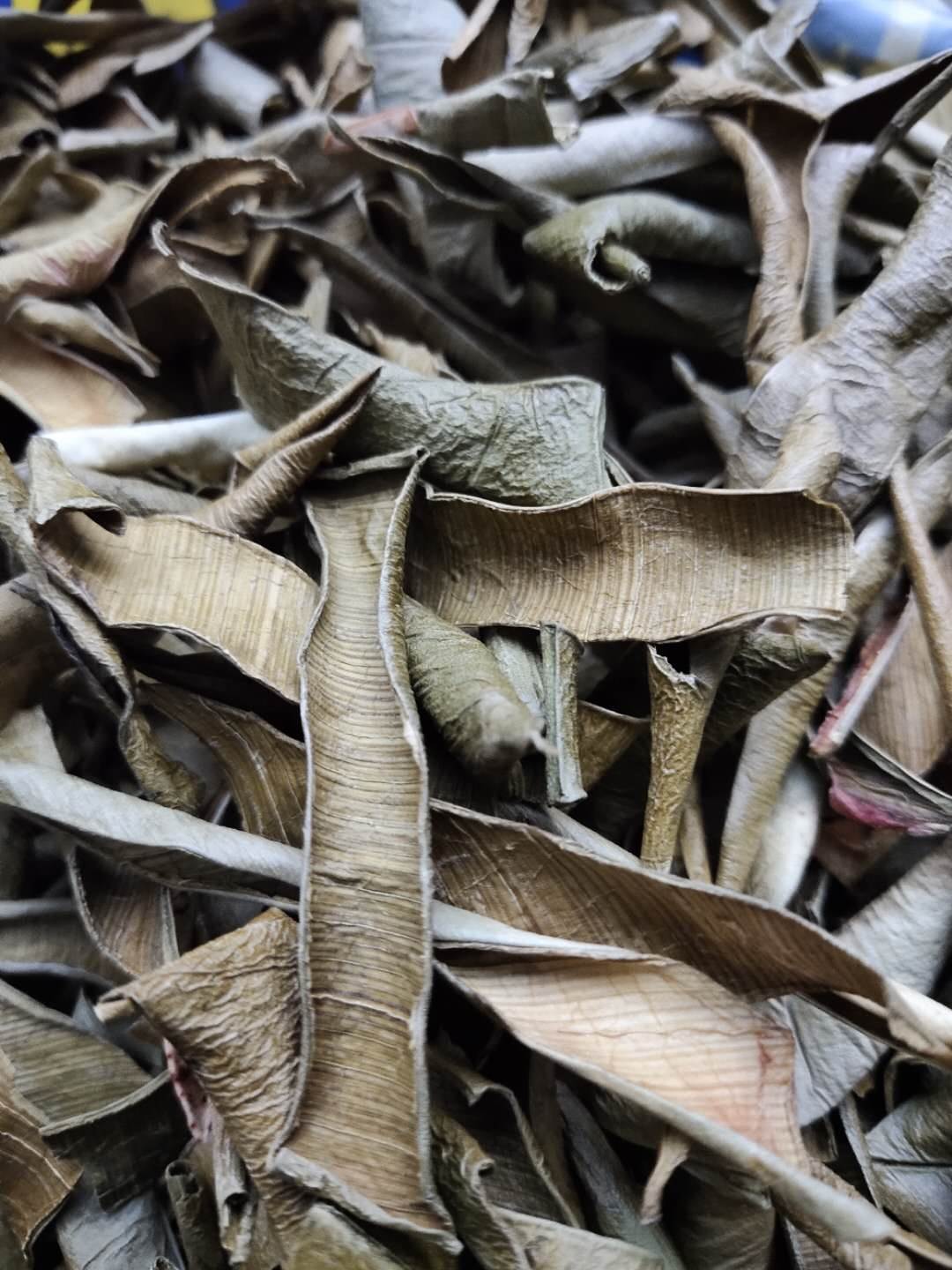 芦荟价格芦荟药用价值