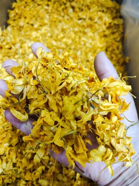 鼓槌石斛花的功效   鼓槌石斛花价格