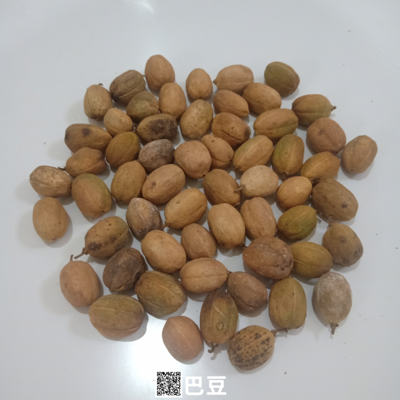 供应中药材巴豆巴豆一公斤价格