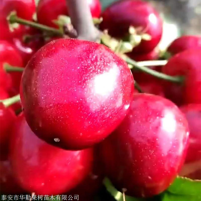 兩米高的格倫紅櫻桃苗木粗壯