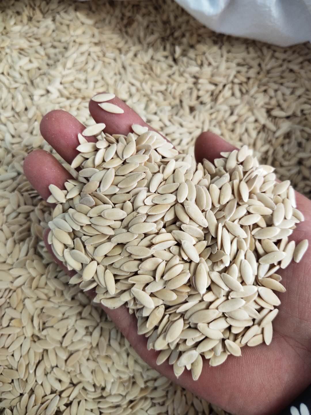 黄瓜籽批发价格   黄瓜籽的产地