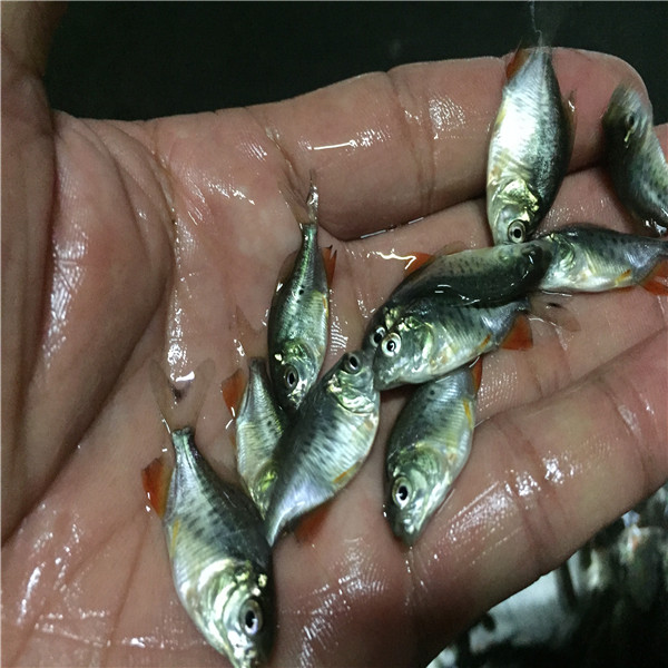 鲳鱼苗怎么卖 供应白鲳鱼苗 广西吉富罗非苗-搜采通