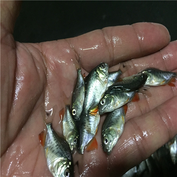 淡水白鲳鱼苗怎么卖 供应鲳鱼苗 湖北太阳鱼苗
