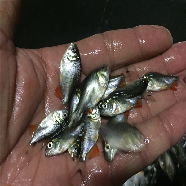 鲳鱼苗批发 广东批发淡水白鲳鱼苗 宁夏太阳鱼苗