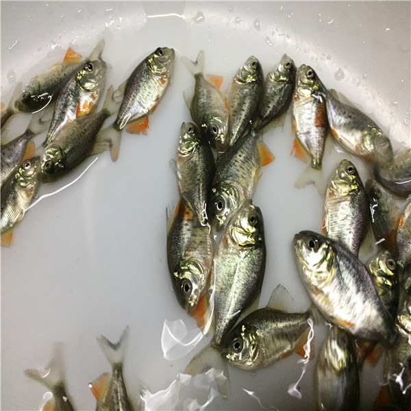 鲳鱼苗供应商 哪里有淡水红鲳鱼苗 黑龙江塘鲺鱼