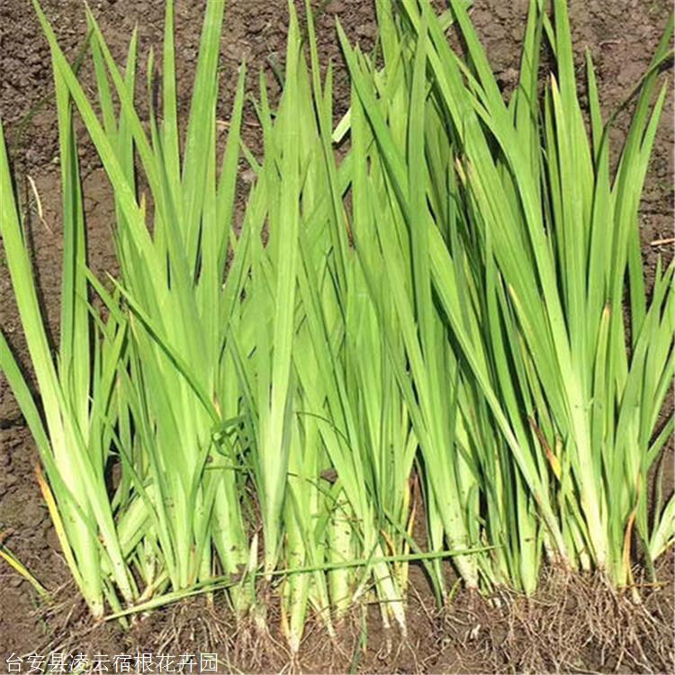 菖蒲小苗凌云花卉一年生菖蒲苗剑菖蒲大菖蒲