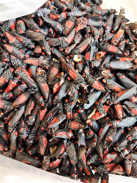 亳州批发中药材天雄