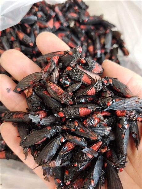 中药材红娘虫价格  红娘虫功效    红娘虫产地