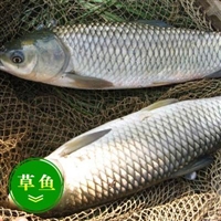 朔州市鲜活鱼类草鱼批发 1斤左右草鱼苗价格及夏花