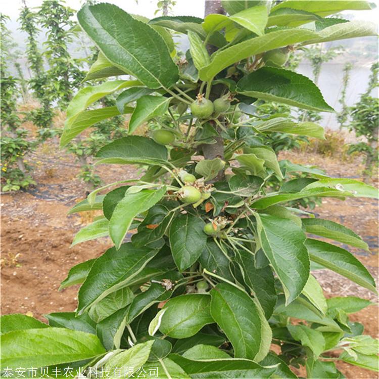 哪里卖鸡心果树苗新品种苹果树苗哪里有卖的