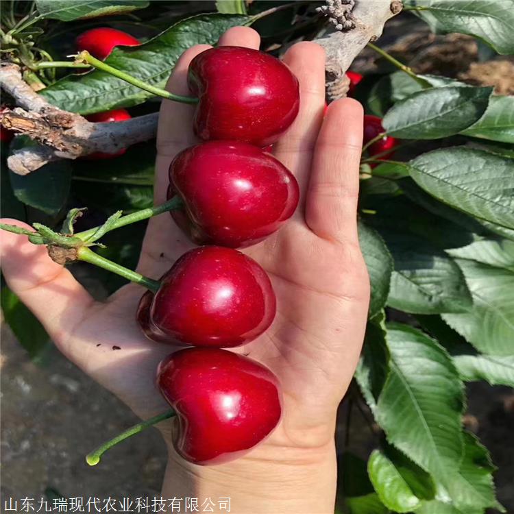 沙王樱桃苗批发车厘子樱桃树苗基地现挖现卖品种齐全