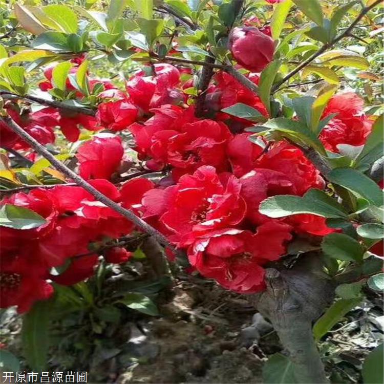 富贵王子花树海棠花图片