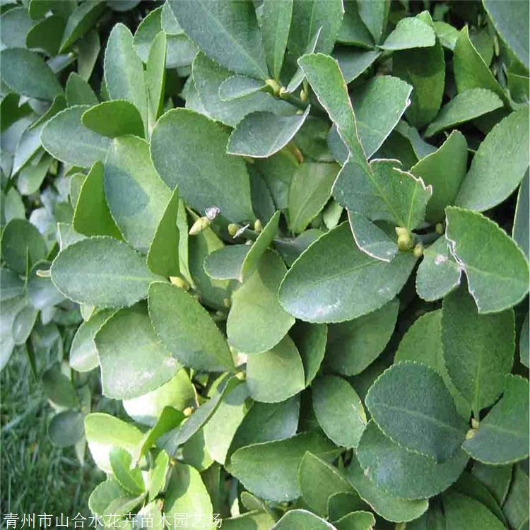 冬青衛(wèi)矛 山合水花卉 大葉黃楊綠化苗 喜光 稍耐陰