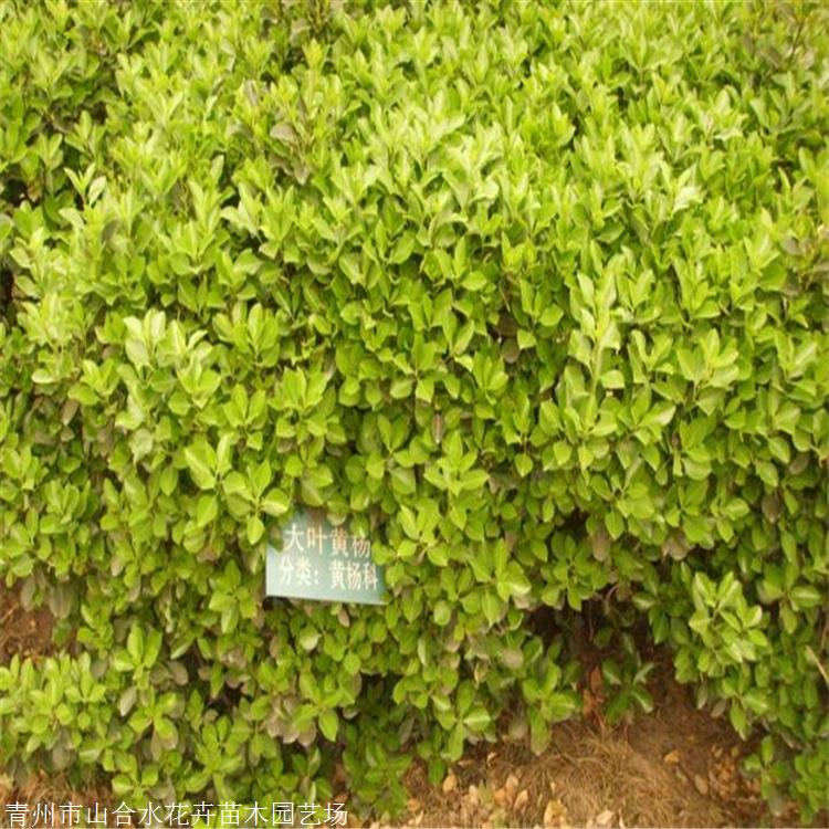 冬青衛(wèi)矛 山合水花卉 廠家廠家發(fā)貨 金心大葉黃楊