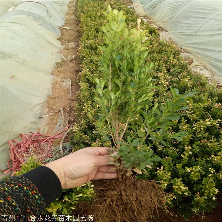 冬青衛(wèi)矛 山合水花卉 大葉黃楊基地 喜光 稍耐陰