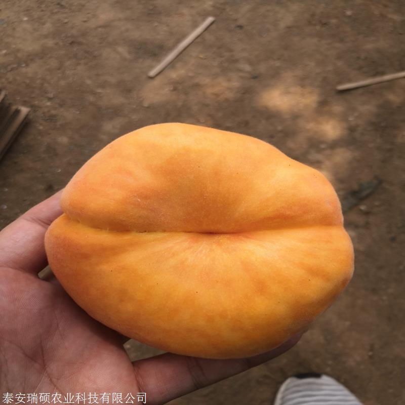 中蟠101桃树苗种苗订购热线