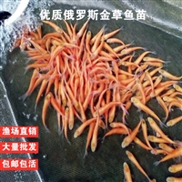 赤目金草鱼苗 金草鲩鱼苗 正宗红眼草鱼苗养殖场 广州豪情鱼苗供应