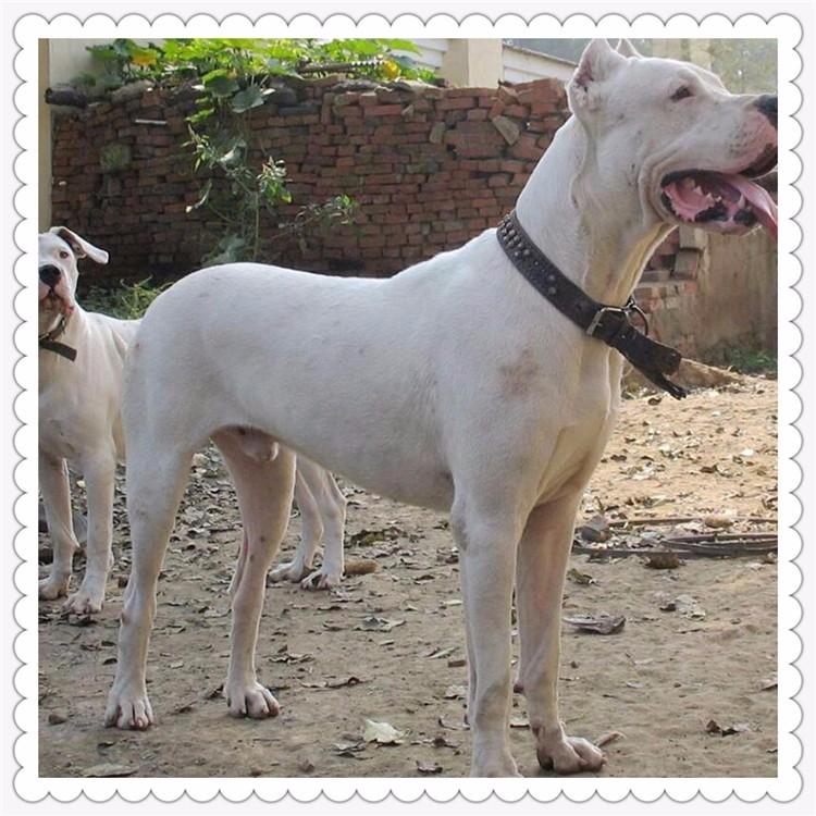 上海杜高犬批发 纯种杜高犬 养殖基地