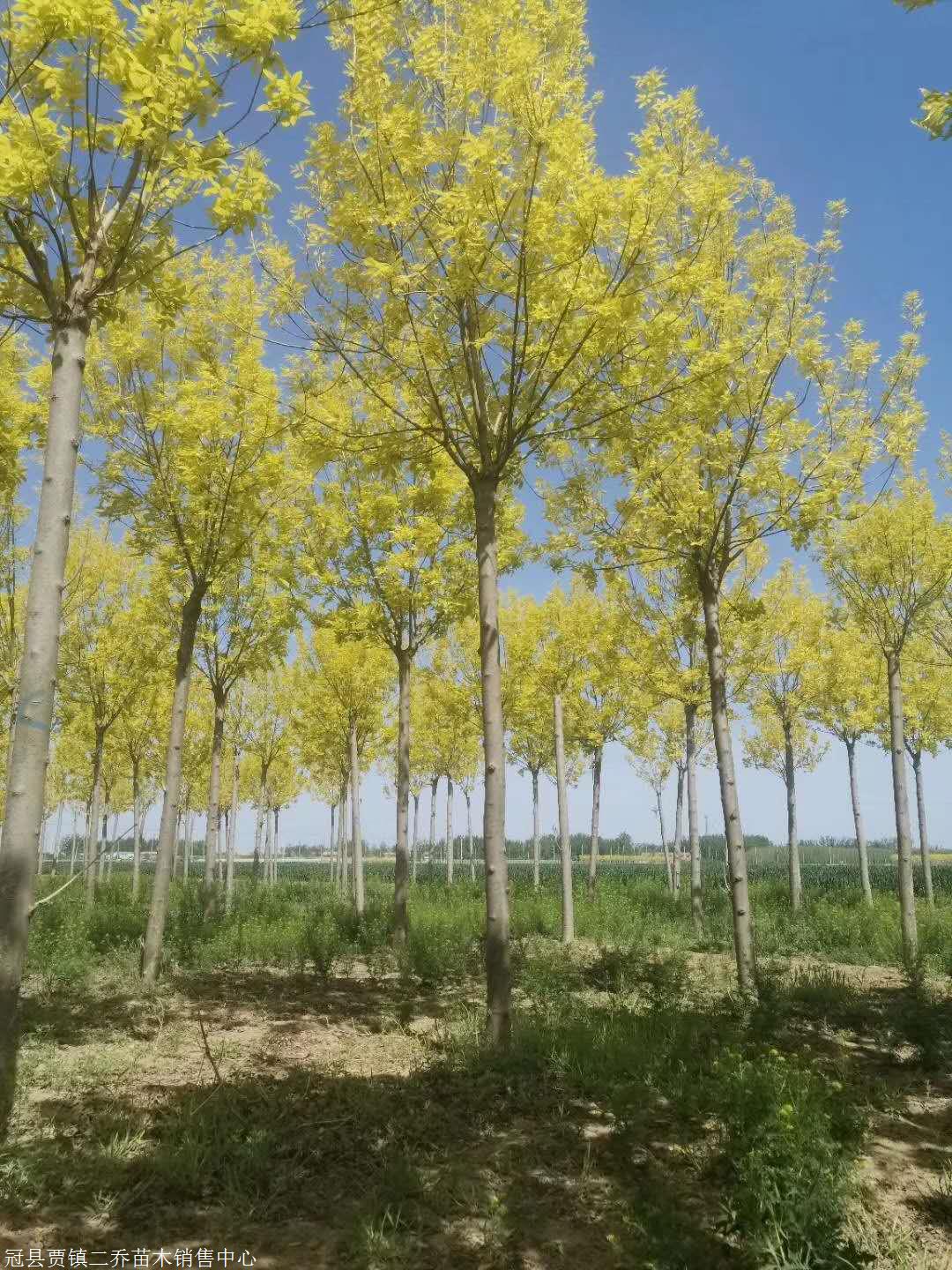 金叶白蜡基地(金叶白蜡和白蜡区别)