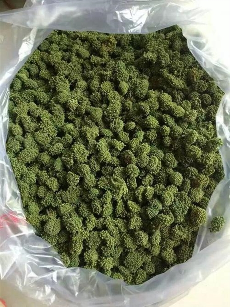 供应野生回春草   回春草的价格