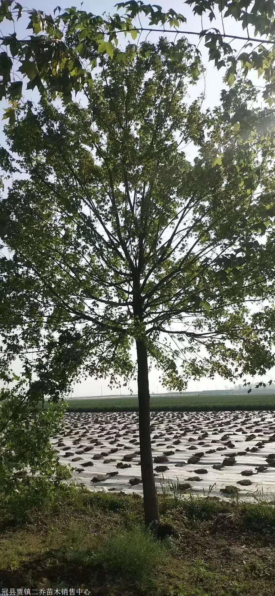 河南南阳精品五角枫繁育基地树杆直