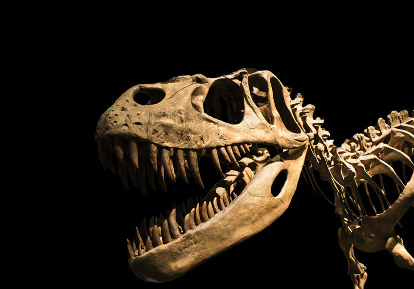 恐龙化石专业现金交易公司