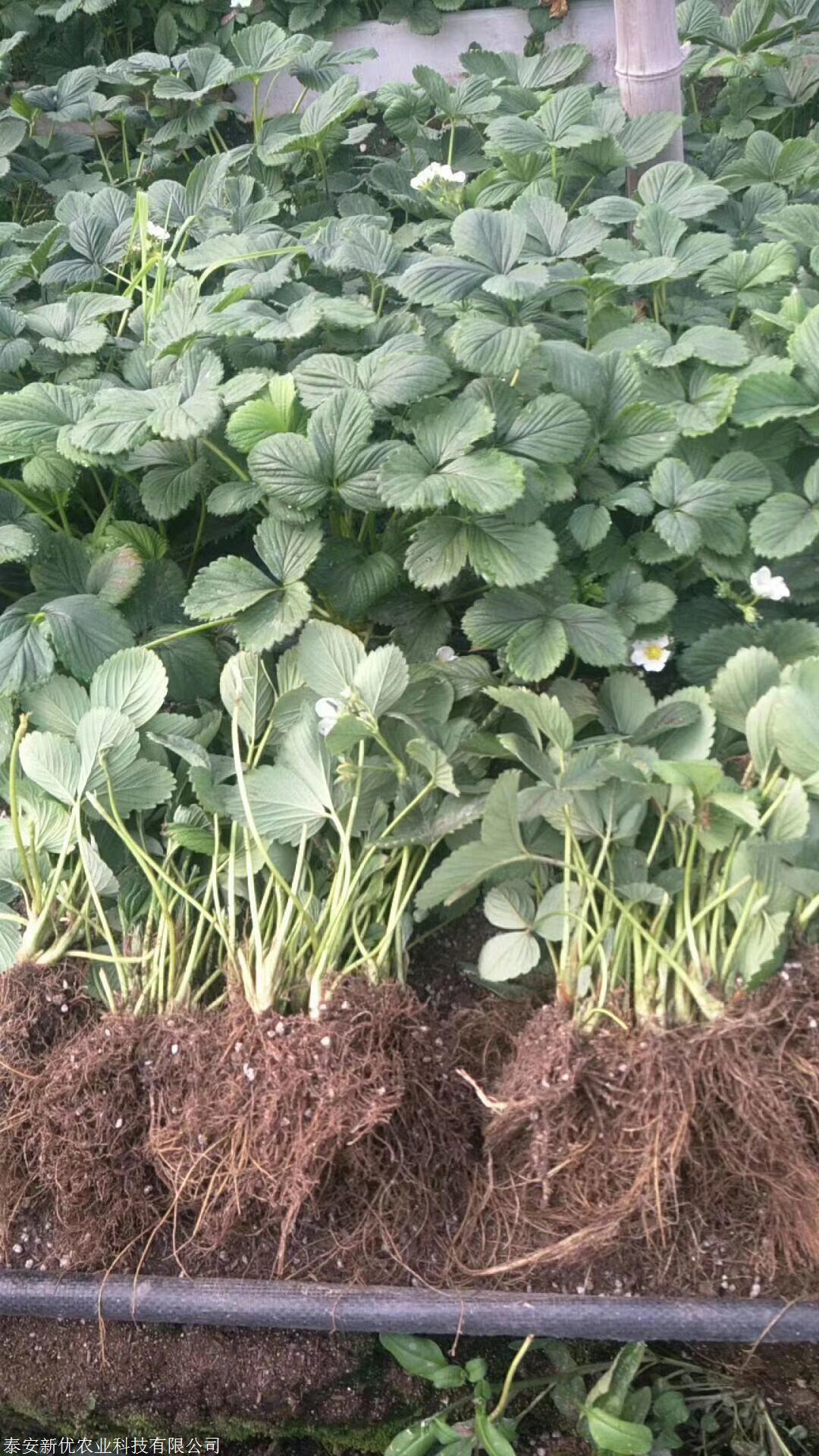 新优 章姬草莓苗 脱毒草莓苗 规格齐全