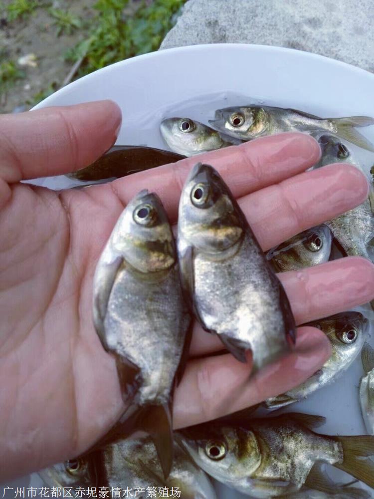 鳙鱼是中国特有鱼类. 在中国分布范围很广.