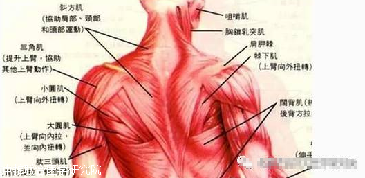 斜方肌(上项线内侧1/3,枕骨隆突,胸锁乳突肌(上项线外侧1/2,头夹肌