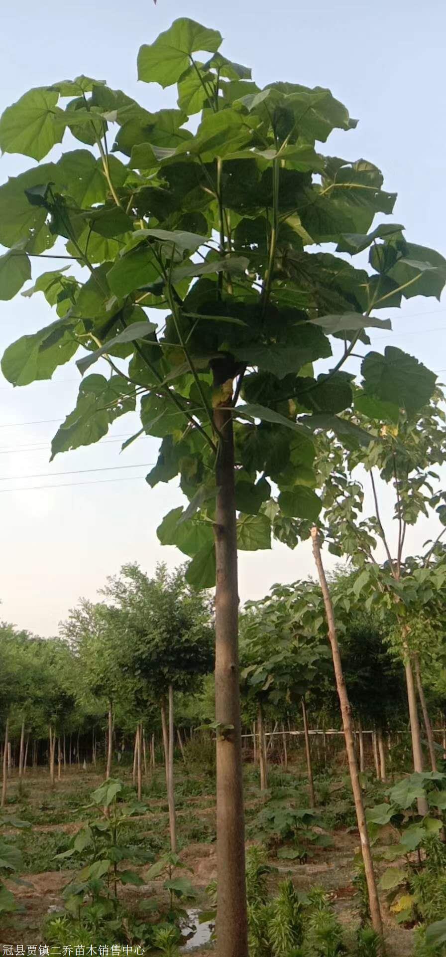 曹县6公分泡桐树苗生产基地
