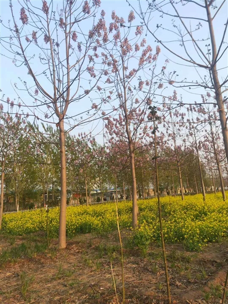 冠县四倍体泡桐苗基地电话质量好