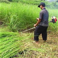  四冲程背负式割草机 家用小型多功能割灌机 农用除草机打草机 