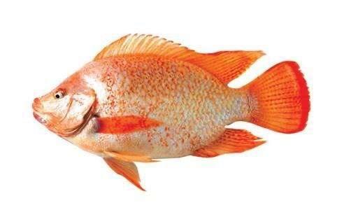 彩虹鲷鱼苗活体红罗非鱼苗批发红罗非鱼淡水批发