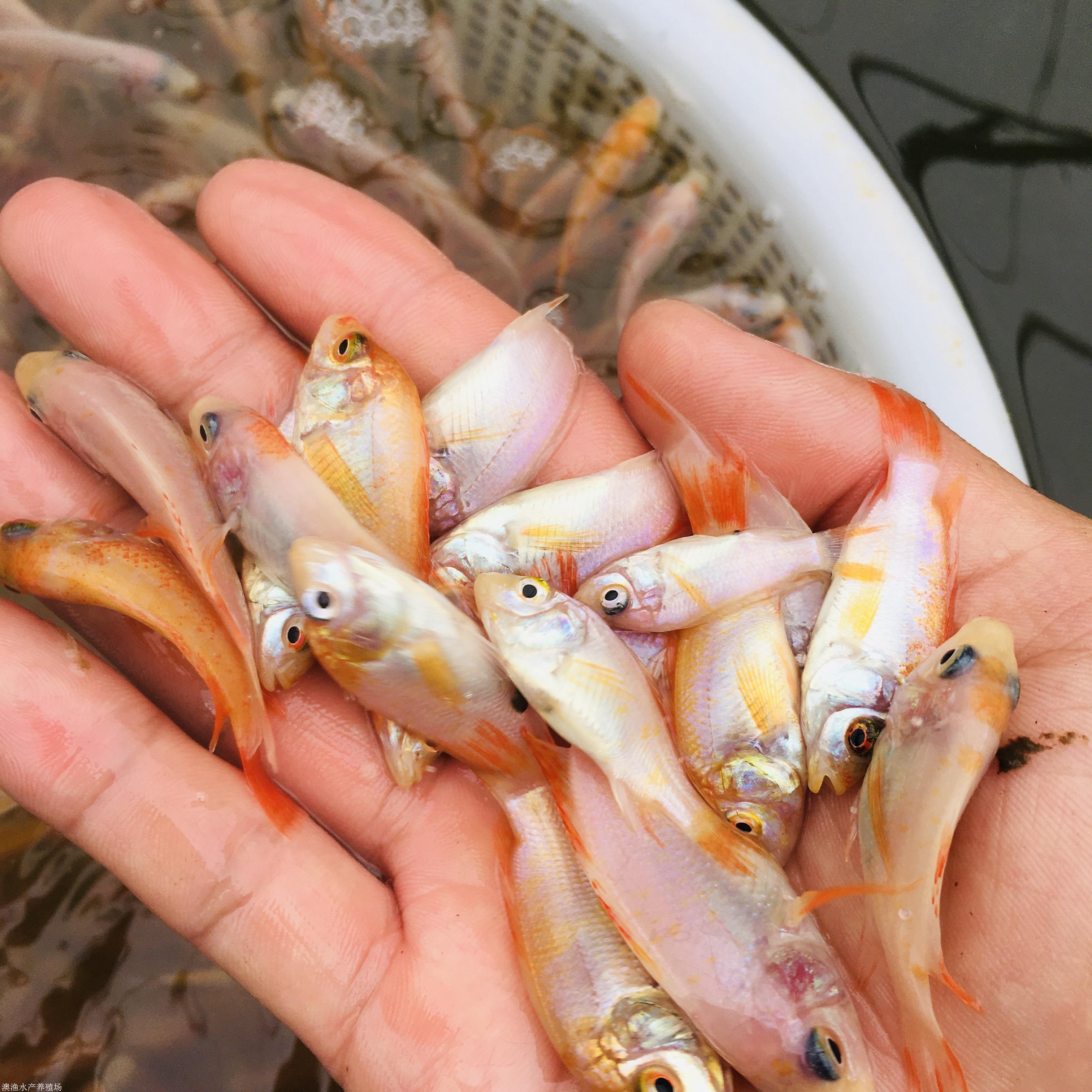 漁場直供 紅羅非魚苗 麗鯛 彩虹鯛魚苗批發 淡水養殖