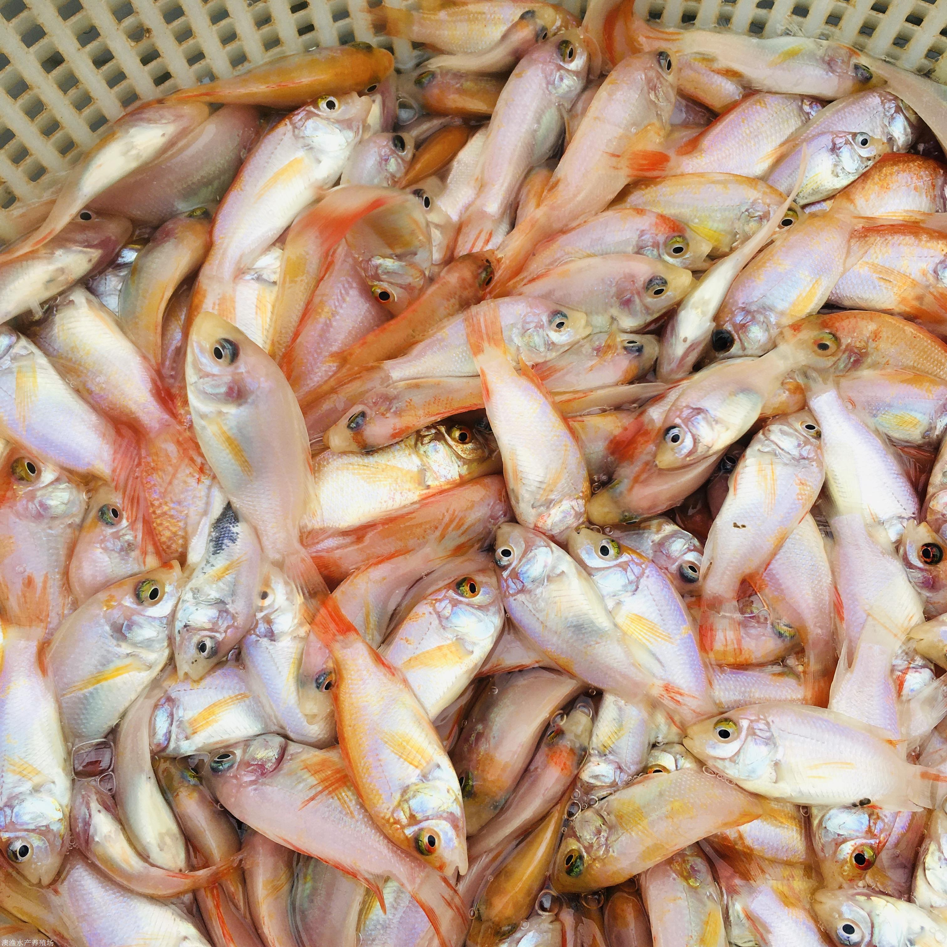 红罗非鱼的越冬管理进入深秋后,池塘水温逐渐下降到16℃左右时,红