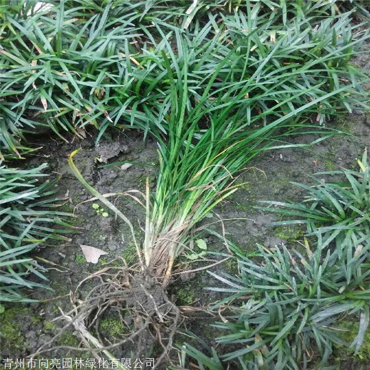 天津 绿化麦冬草 麦冬价格 批发_值得信赖