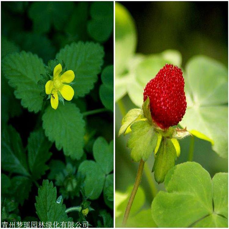 下一篇:蛇莓苗 梦瑶园林 野草莓苗 量大从优 品相