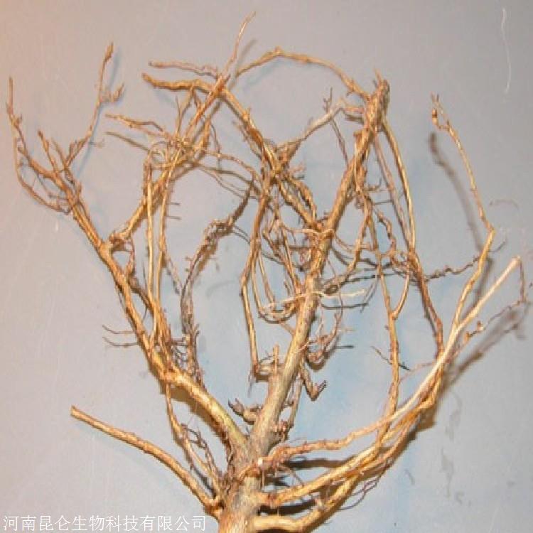 葡萄根结线虫防治药柑橘根结线虫怎样处理