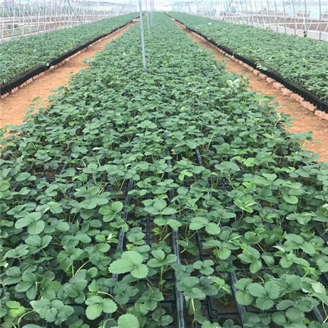 出售蒙特瑞草莓苗蒙特瑞草莓苗价格及基地