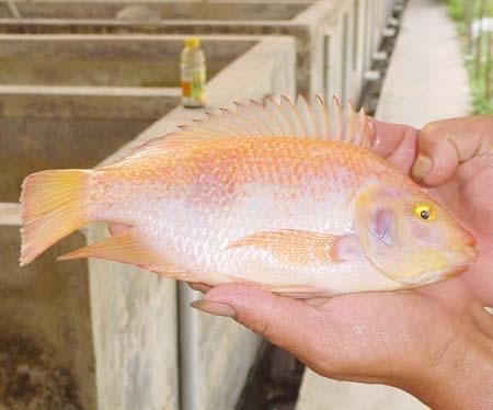 廠家直銷 紅羅非魚苗 彩虹鯛紅羅非 水產養殖活體魚類供應