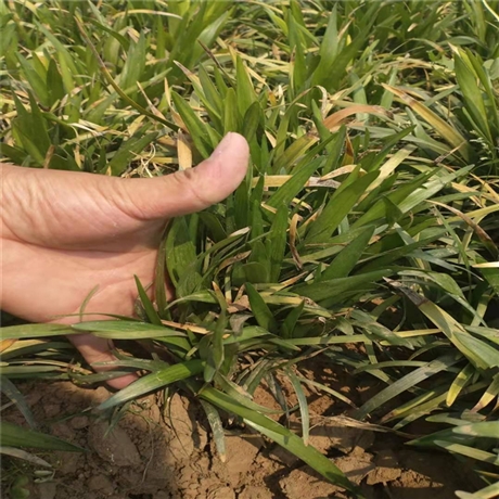 陕西 麦冬草苗 细叶麦冬草批发 自产自售品质好