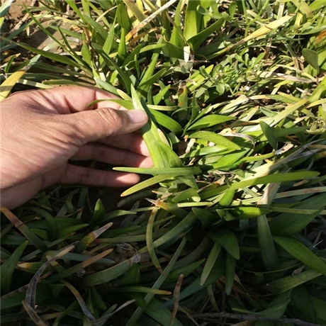 潍坊 麦冬草 青叶麦冬草 自产自售品质好