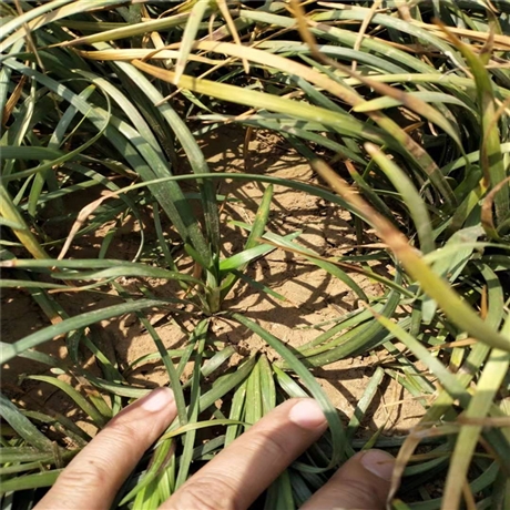 潍坊 麦冬草基地 金边麦冬苗 免费咨询