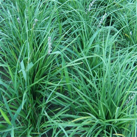厂家货源供应 麦冬草 矮叶麦冬草 诚信企业推荐